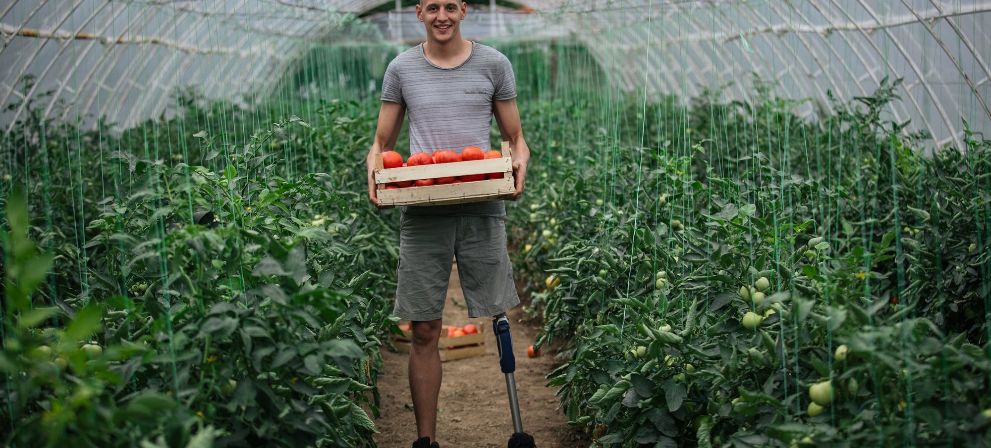 A tall skinny man with a prosthetic leg stands in the middle of an overgrown greenhouse, he's carrying a wooden basket of fresh tomatoes.