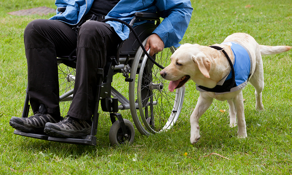 A closeup of the legs of a man in a wheelchair with his guide dog, a yellow lab in a blue vest.